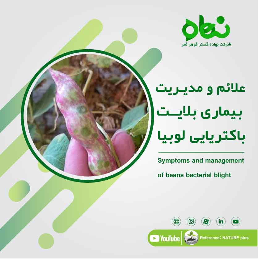 Symptoms and management of beans bacterial blight